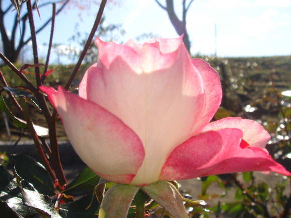 お花のあります
