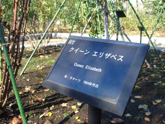 お姫様のバラ